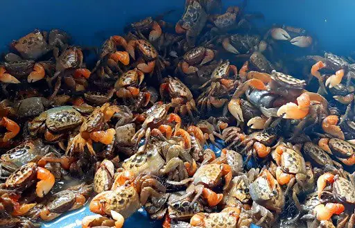 Con Cáy Là Con Gì? Đặc Điểm, Nơi Sống Và Các Loại Cáy Phổ Biến