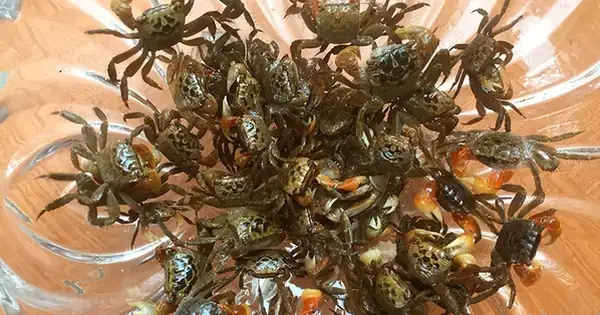 Phân Biệt Con Cáy Và Con Còng: Nhận Diện Nhanh, Đặc Điểm Sinh Học, Mùa Màng Và Cách Chọn Mua Ăn Ngon