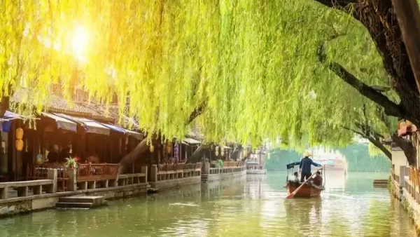 Bông Điên Điển Miền Tây: Đặc Sản Mùa Nước Nổi Và Giá Trị Y Học