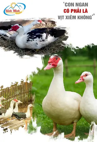 Phân Biệt Ngan Và Vịt: Đặc Điểm Nhận Dạng, Tập Tính Và Giá Trị Ứng Dụng Phân Biệt Ngan Và Vịt: Đặc Điểm Nhận Dạng, Tập Tính Và Giá Trị Ứng Dụng