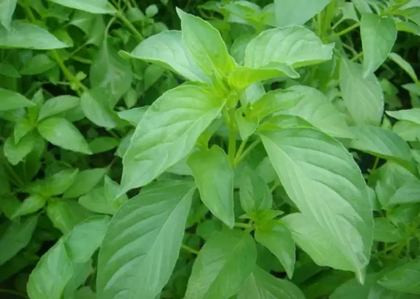 Công Dụng Tuyệt Vời Của Lá É Đối Với Sức Khỏe Và Cách Sử Dụng Công Dụng Tuyệt Vời Của Lá É Đối Với Sức Khỏe Và Cách Sử Dụng