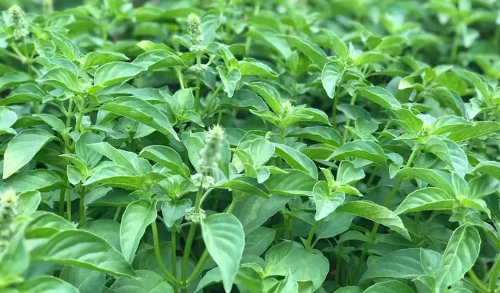 Công Dụng Tuyệt Vời Của Lá É Đối Với Sức Khỏe Và Cách Sử Dụng Công Dụng Tuyệt Vời Của Lá É Đối Với Sức Khỏe Và Cách Sử Dụng