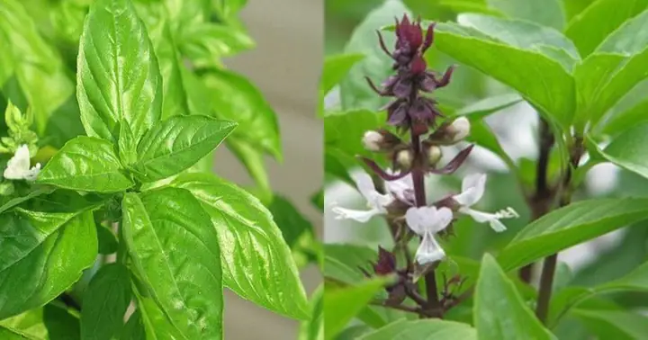 Công Dụng Tuyệt Vời Của Lá É Đối Với Sức Khỏe Và Cách Sử Dụng Công Dụng Tuyệt Vời Của Lá É Đối Với Sức Khỏe Và Cách Sử Dụng