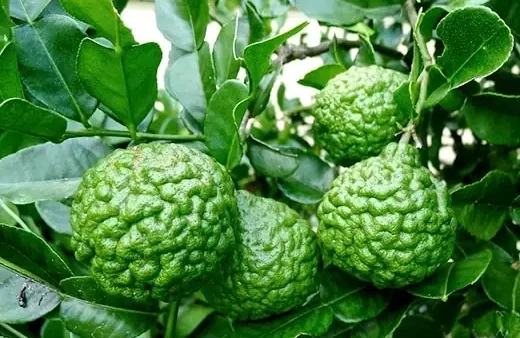 Trái Chúc: Công Dụng, Lợi Ích Sức Khỏe Toàn Diện Và Ứng Dụng Thực Tế