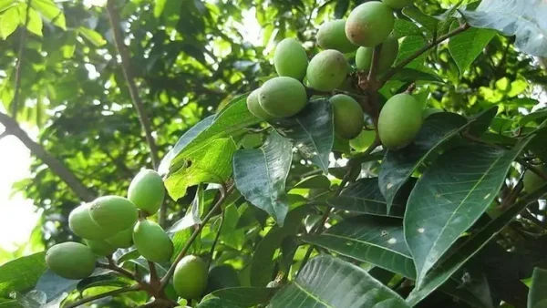 Rượu Cà Na: Công Dụng, Cách Ngâm Và Lưu Ý Sử Dụng Tốt Cho Sức Khỏe