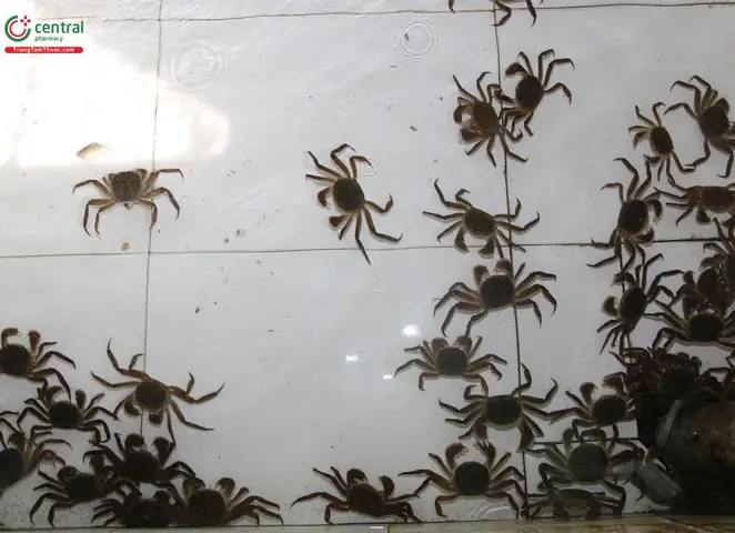 Cua Cà Ra Thái Bình: Đặc Điểm, Nguồn Gốc Và Cách Chế Biến Món Ngon Cua Cà Ra Thái Bình: Đặc Điểm, Nguồn Gốc Và Cách Chế Biến Món Ngon
