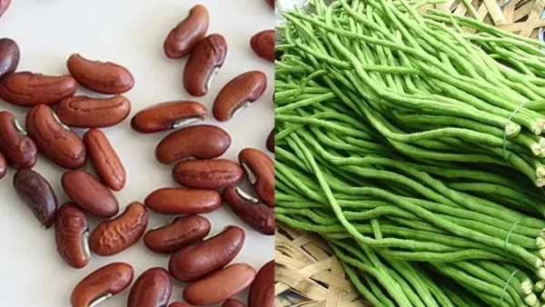 Đậu Đũa Và Đậu Que: Phân Biệt, Lợi Ích Và Cách Chế Biến
