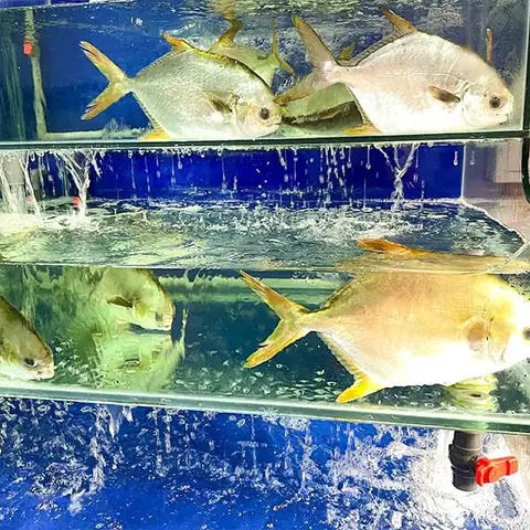 Giá Cá Chim Trắng Biển Bao Nhiêu Tiền 1kg? Cập Nhật Mới Nhất Giá Cá Chim Trắng Biển Bao Nhiêu Tiền 1kg? Cập Nhật Mới Nhất