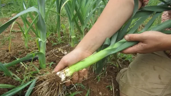 Hành Boa Rô Là Gì? Nguồn Gốc, Đặc Điểm Và Lợi Ích Sức Khỏe
