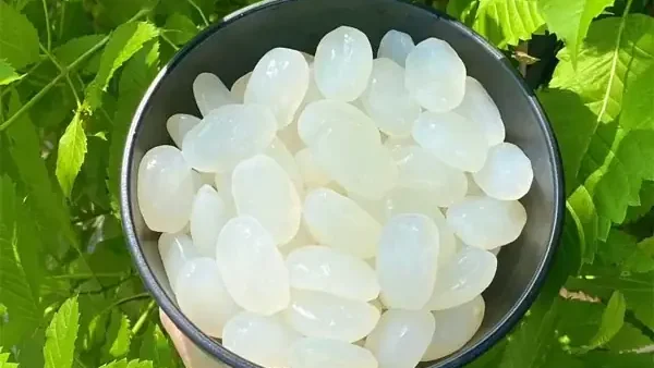 Hạt Đác Tiếng Anh Là Gì? Tên Gọi, Đặc Điểm Và Ứng Dụng