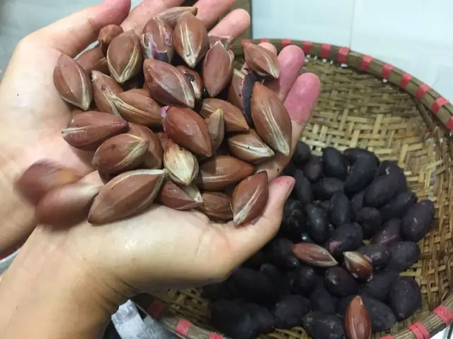 Hạt Trám Đen Ngâm Rượu: Tác Dụng Bất Ngờ Và Cách Sử Dụng Hiệu Quả Hạt Trám Đen Ngâm Rượu: Tác Dụng Bất Ngờ Và Cách Sử Dụng Hiệu Quả