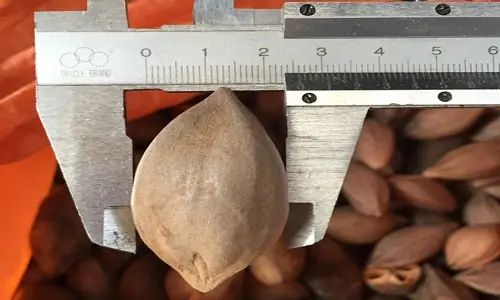 Hạt Trám Đen Ngâm Rượu: Tác Dụng Bất Ngờ Và Cách Sử Dụng Hiệu Quả Hạt Trám Đen Ngâm Rượu: Tác Dụng Bất Ngờ Và Cách Sử Dụng Hiệu Quả