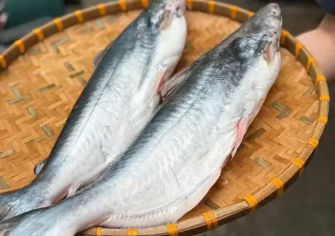 Hình Ảnh Cá Bông Lau: Đặc Điểm, Phân Biệt Và Cách Nhận Biết