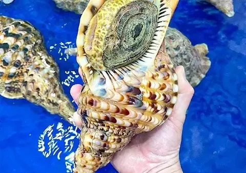 Khám Phá Thế Giới Ốc: Hình Ảnh, Phân Loại Và Đặc Điểm Nổi Bật Tại Việt Nam