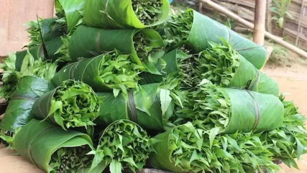Khám Phá Các Loại Rau Rừng Phổ Biến Tại Việt Nam: Hình Ảnh & Đặc Điểm