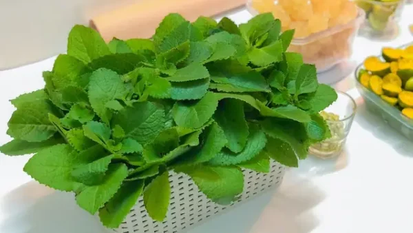 Hình Ảnh Cây Húng Chanh: Tổng Hợp & Công Dụng Chi Tiết