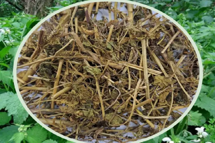 Hình Ảnh Cây Nàng Hai: Đặc Điểm, Tác Dụng Và Cách Nhận Biết Hình Ảnh Cây Nàng Hai: Đặc Điểm, Tác Dụng Và Cách Nhận Biết