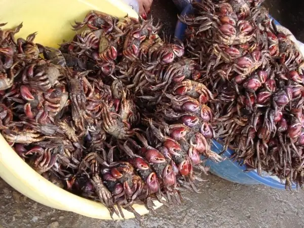 Hình Ảnh Con Ba Khía: Khám Phá Đặc Sản Miền Tây Độc Đáo Hình Ảnh Con Ba Khía: Khám Phá Đặc Sản Miền Tây Độc Đáo