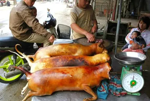 Hình Ảnh Mâm Thịt Chó: Tổng Hợp Món Ăn, Địa Điểm Và Cách Thưởng Thức Hấp Dẫn