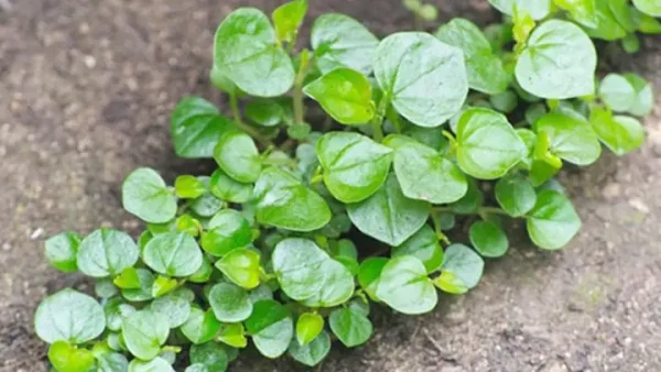 Hình Ảnh Rau Càng Cua: Đặc Điểm, Công Dụng Và Món Ăn Hấp Dẫn