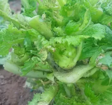 Hình Ảnh Rau Mầm Đá Sapa: Khám Phá Đặc Sản Ngon, Giòn & Dinh Dưỡng