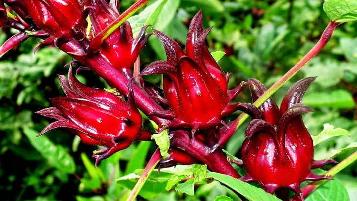 Cách Nấu Nước Hoa Atiso Đỏ Thơm Ngon, Bổ Dưỡng: Hướng Dẫn Chi Tiết Từ A-Z Cách Nấu Nước Hoa Atiso Đỏ Thơm Ngon, Bổ Dưỡng: Hướng Dẫn Chi Tiết Từ A-Z