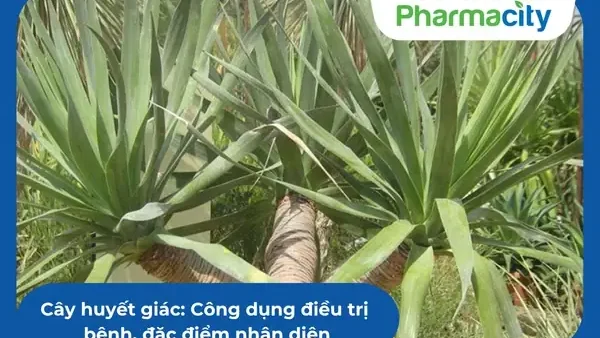 Hoa Bưởi Dùng Làm Gì? Công Dụng, Cách Dùng Trong Đời Sống Và Y Học