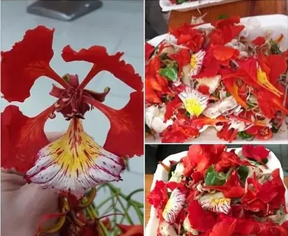 Hoa Phượng Ăn Được Không? Giải Đáp Thắc Mắc & Cách Chế Biến Ngon Miệng