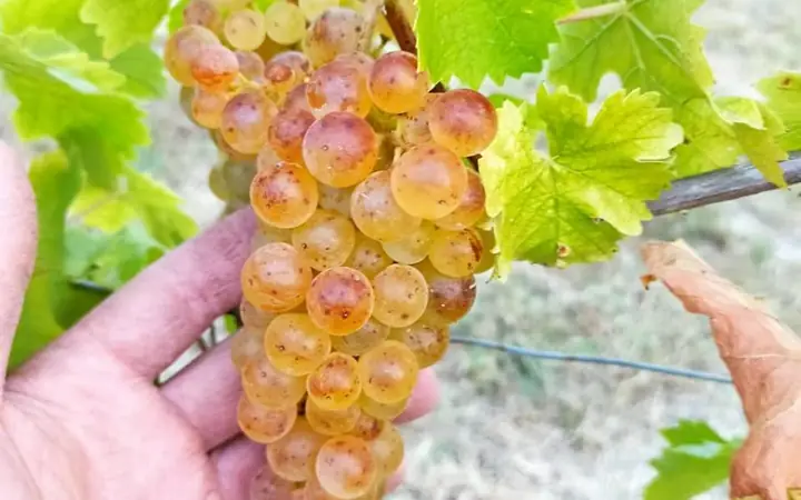 Hướng Dẫn Chi Tiết Cách Làm Rượu Vang Moscato Tại Nhà Hướng Dẫn Chi Tiết Cách Làm Rượu Vang Moscato Tại Nhà