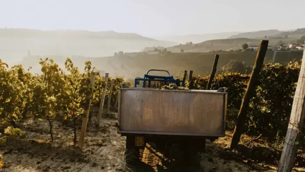 Hướng Dẫn Chi Tiết Cách Làm Rượu Vang Moscato Tại Nhà