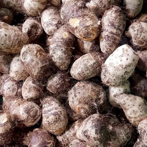 Khoai Cao Là Khoai Gì? Phân Biệt Đặc Điểm, Công Dụng Với Khoai Môn Khoai Cao Là Khoai Gì? Phân Biệt Đặc Điểm, Công Dụng Với Khoai Môn