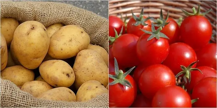 Khoai Tây Xào Cà Chua Có Độc Không? Giải Đáp Thắc Mắc Và Lưu Ý Sức Khỏe Khoai Tây Xào Cà Chua Có Độc Không? Giải Đáp Thắc Mắc Và Lưu Ý Sức Khỏe
