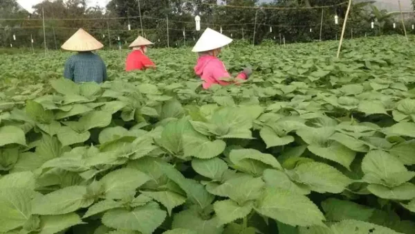 Lá Vừng Hàn Quốc Ăn Đồ Nướng: Hướng Dẫn Chi Tiết Từ A-Z