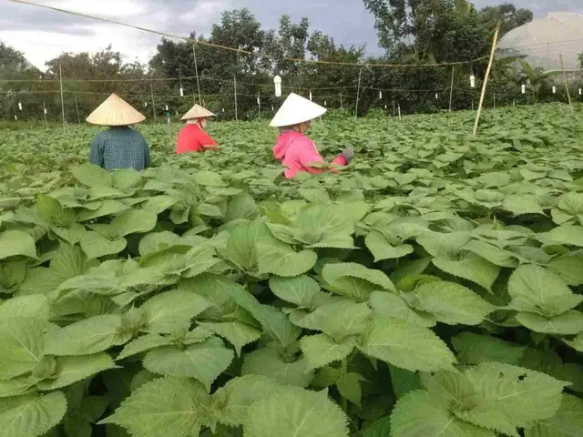 Lá Vừng Hàn Quốc Ăn Đồ Nướng: Hướng Dẫn Chi Tiết Từ A-Z Lá Vừng Hàn Quốc Ăn Đồ Nướng: Hướng Dẫn Chi Tiết Từ A-Z