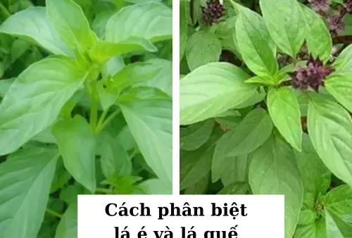 Lá É Tiếng Anh Là Gì? Khám Phá Tên Gọi Và Đặc Điểm Của Loại Rau Thơm Độc Đáo