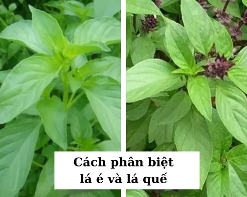 Lá É Tiếng Anh Là Gì? Khám Phá Tên Gọi Và Đặc Điểm Của Loại Rau Thơm Độc Đáo