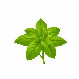 Lá É Tiếng Anh Là Gì? Khám Phá Tên Gọi Và Đặc Điểm Của Loại Rau Thơm Độc Đáo