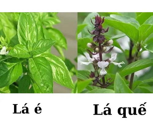 Lá É Và Lá Quế: Phân Biệt, Công Dụng Và Cách Sử Dụng Hiệu Quả