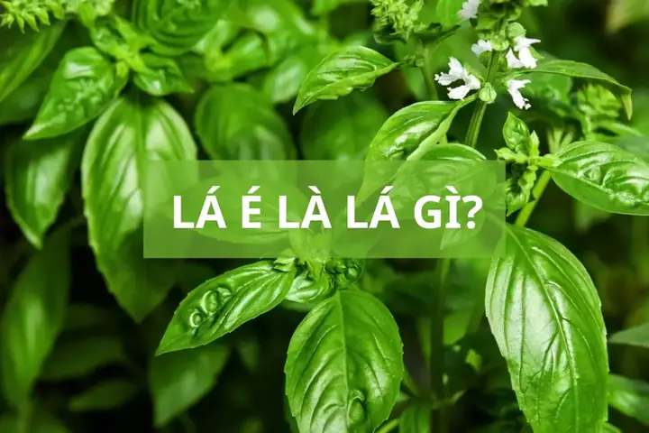 Lá É Và Lá Quế: Phân Biệt, Công Dụng Và Cách Sử Dụng Hiệu Quả