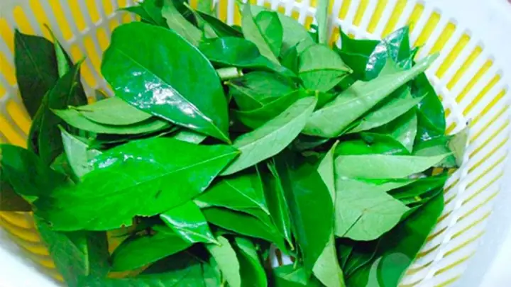 Lá Mắc Mật Có Tác Dụng Gì? Lợi Ích Sức Khỏe Toàn Diện Và Cách Dùng Lá Mắc Mật Có Tác Dụng Gì? Lợi Ích Sức Khỏe Toàn Diện Và Cách Dùng