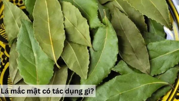Lá Mắc Mật Có Tác Dụng Gì? Lợi Ích Sức Khỏe Toàn Diện Và Cách Dùng