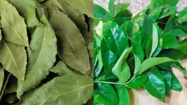 Lá Mắc Mật Là Lá Gì? Công Dụng, Cách Dùng Và Món Ăn Ngon Từ A-Z