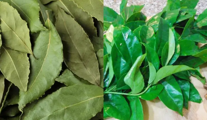 Lá Mắc Mật Là Lá Gì? Công Dụng, Cách Dùng Và Món Ăn Ngon Từ A-Z Lá Mắc Mật Là Lá Gì? Công Dụng, Cách Dùng Và Món Ăn Ngon Từ A-Z