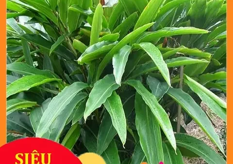 Lá Riềng Tươi Mua Ở Đâu TPHCM: Gói Bánh Chưng Xanh Đẹp Tự Nhiên