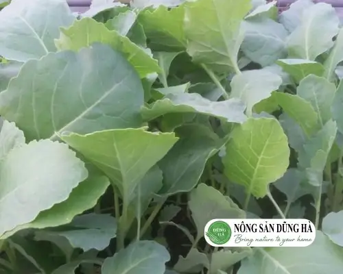 Lá Su Hào Ăn Được Không? Giá Trị Dinh Dưỡng Và Cách Chế Biến