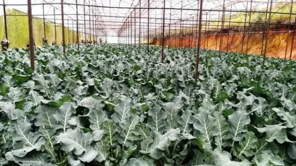 Lá Súp Lơ Có Ăn Được Không? Hướng Dẫn Chế Biến & Lợi Ích Bất Ngờ