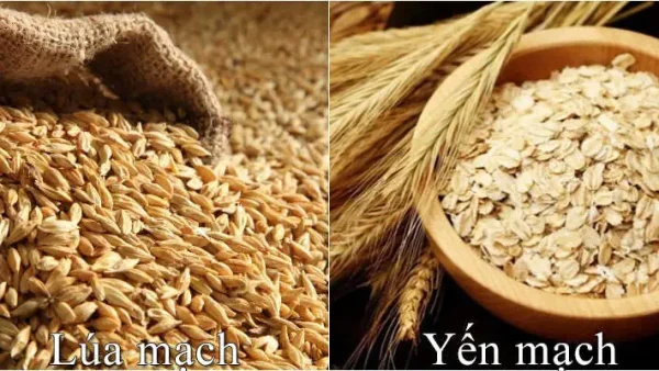 Lúa Mì Và Lúa Mạch: Khác Biệt, Công Dụng Và Cách Phân Biệt