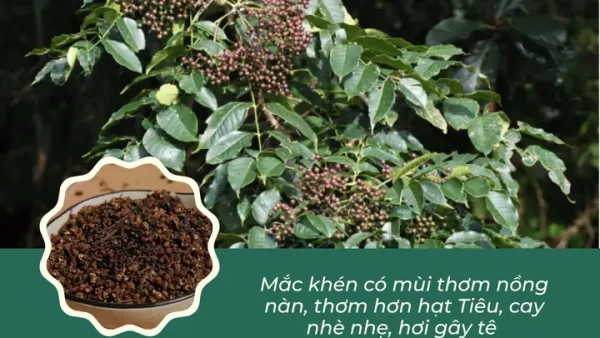 Mắc Khén Và Hạt Dổi Là Gì? Nhận Biết Và Cách Dùng Đúng Vị