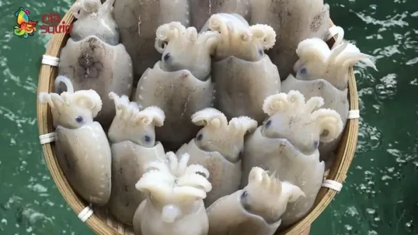 Mực Bầu Là Mực Gì? Đặc Điểm, Cách Nhận Biết Và Các Món Ngon Phổ Biến