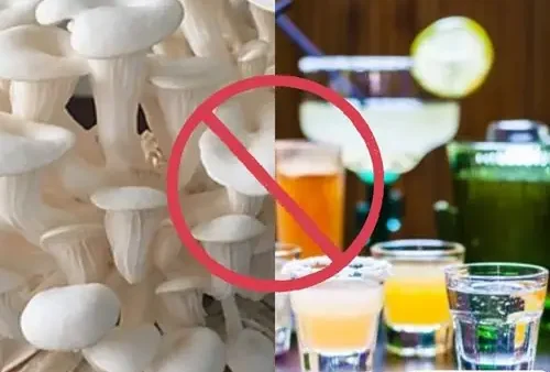 Nấm Bào Ngư Kỵ Với Gì? Những Thực Phẩm Nên Tránh Và Lưu Ý Khi Ăn